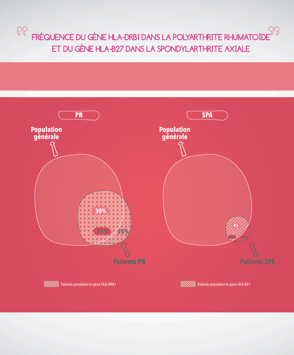 Fréquence du gène HLA-DRB1